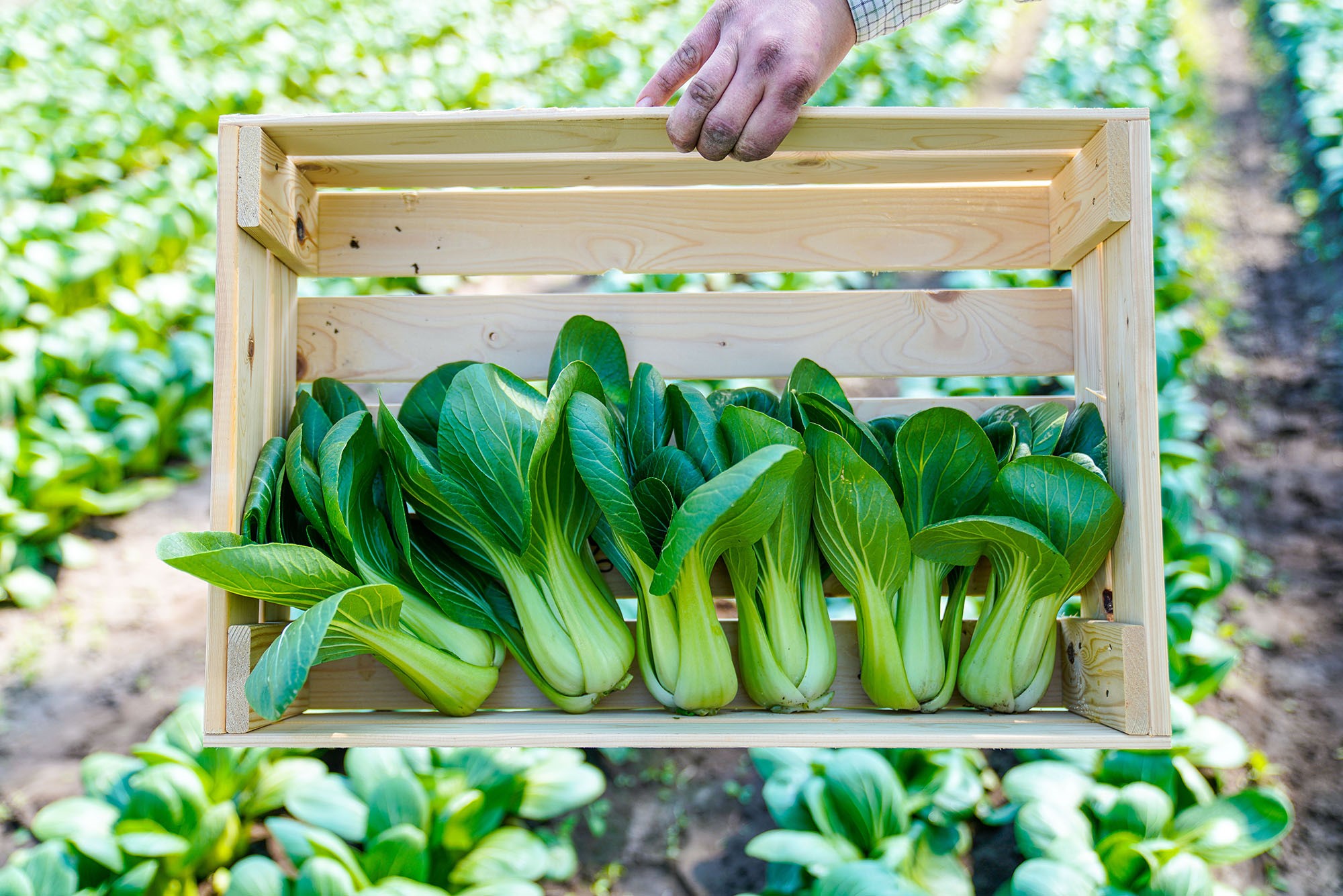Pak Choi